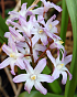 X 100 CHIONODOXA PINK GIANT 5/6