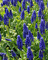 X 100 MUSCARI ARMENIACUM 10/+
