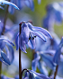 X 100 SCILLA SIBERICA 7/8