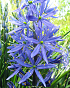 X   25 CAMASSIA LEICHTLINII CAERULEA 14/+