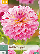 X 1 DAHLIA TROPICAL I