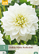 X 1 DAHLIA WHITE PERFECTION I