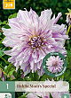 X 1 DAHLIA MOM'S SPECIAL I