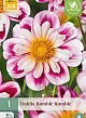 X 1 DAHLIA BUMBLE RUMBLE I