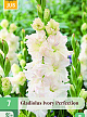X   7 GLADIOLUS IVORY PERFECTION 12/14