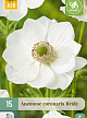 X 15 ANEMONE CORONARIA BRIDE 5/6