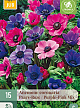 X 15 ANEMONE CORONARIA PAARS-ROZE MIX 5/6