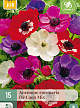 X 15 ANEMONE CORONARIA DE CAEN MIX  5/6