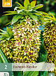 X   2 EUCOMIS BICOLOR 14/16
