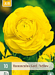 X 10 RANUNCULUS GEEL 6/7
