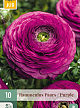 X 10 RANUNCULUS PAARS 6/7