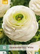 X 10 RANUNCULUS WIT VJ 6/7