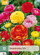 X 10 RANUNCULUS MIX VJ 6/7