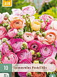 X 10 RANUNCULUS PASTEL MIX VJ 6/7