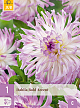 X 1 DAHLIA BOLD ACCENT I