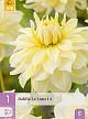 X 1 DAHLIA LA LUNA US I