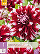X 1 DAHLIA X-FACTOR I