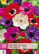 X 30 ANEMONE DE CAEN MIX   5/6
