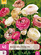 X 40 RANUNCULUS PASTEL MIX  VJ-NJ 5/6