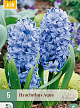 X   5 HYACINTHUS AQUA 15/16