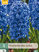 X   5 HYACINTHUS BLUE JACKET 15/16
