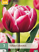 X   7 TULIPA COLUMBUS 11/12
