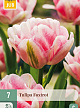 X   7 TULIPA FOXTROT 11/12