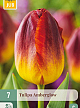X   7 TULIPA AMBERGLOW 11/12