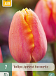 X   7 TULIPA APRICOT FAVOURITE 11/12