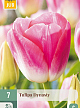 X   7 TULIPA DYNASTY 11/12