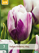 X   7 TULIPA FLAMING FLAG 11/12