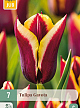 X   7 TULIPA GAVOTA 11/12