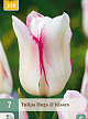 X   7 TULIPA HUGS & KISSES 11/12