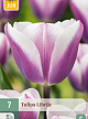 X   7 TULIPA LIBRIJE 11/12