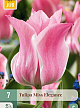 X   7 TULIPA MISS ELEGANCE 11/12