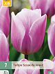 X   7 TULIPA SYNAEDA AMOR 11/12
