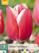 X   7 TULIPA UNIVERSUM 11/12
