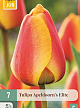 X   7 TULIPA APELDOORNS ELITE 11/12