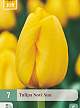 X   7 TULIPA NOVI SUN 11/12