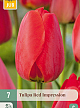 X   7 TULIPA RED IMPRESSION 11/12
