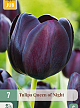 X   7 TULIPA QUEEN OF NIGHT 11/12