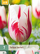 X   7 TULIPA SORBET 11/12