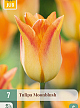 X   7 TULIPA MOONBLUSH 11/12