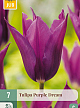 X   7 TULIPA PURPLE DREAM 11/12