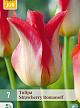 X   7 TULIPA STRAWBERRY ROMANOFF 11/12