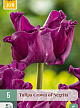 X   5 TULIPA CROWN OF NEGRITA 11/12