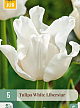 X   5 TULIPA WHITE LIBERSTAR 10/11