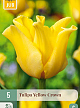 X   5 TULIPA YELLOW CROWN 11/12