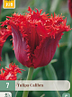 X   7 TULIPA CALIBRA 11/12
