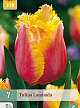 X   7 TULIPA LAMBADA 11/12